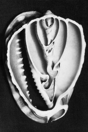 Cassis cornuta (Helmschnecke), Längsschnitt