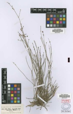 Asperula brachyantha Boiss.[isosyntype]