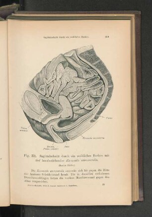 Fig. 371. Sagittalschnitt durch ein weibliches Becken.