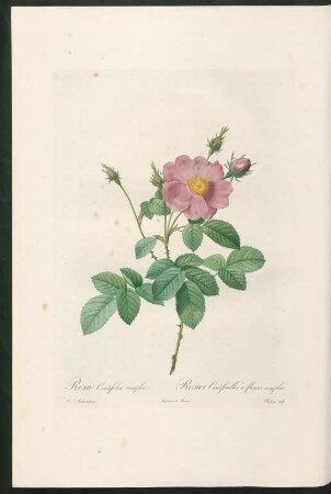 Rosa Centifolia simplex. Rosier Centfeuilles à fleurs simples. Chapuy sculp.