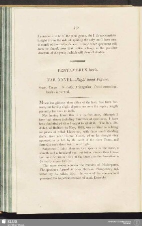 Pentamerus laevis. Tab. XXVIII. - Right hand Figure