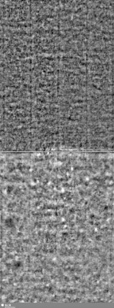 Lilienschild + IESV / LW = S.3/4+7/8
