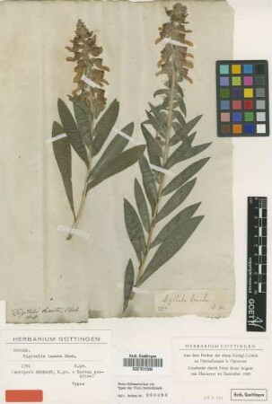 Digitalis lanata Ehrh. [type]