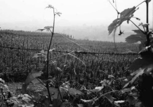 Seefelden: Weinberge bei Seefelden