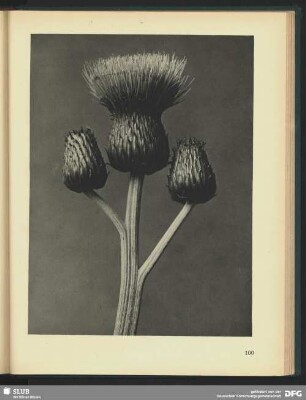 Crisium canum