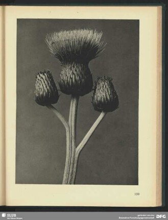 Crisium canum
