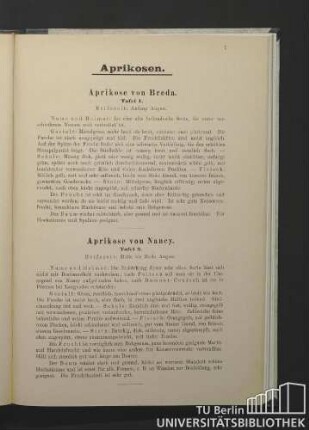Aprikose von Breda. Tafel 1. / Aprikose von Nancy. Tafel 2.