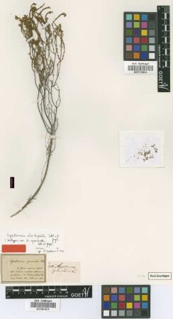 Agathosma cyminodes Eckl. & Zeyh. [isotype]
