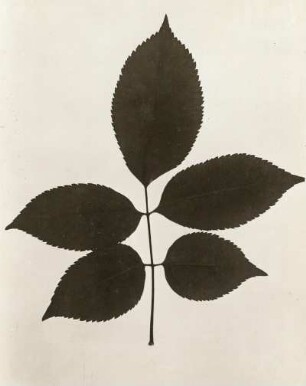 Schwarzer Holunder (Sambucus nigra). Blatt
