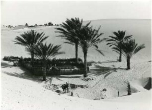 Oasengarten bei El Oued : Ein Oasengarten in der algerischen Souf-Region bei der Stadt El Oued.