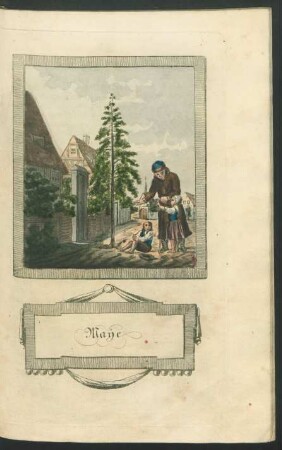 Tafel: Maye. [Birke.]