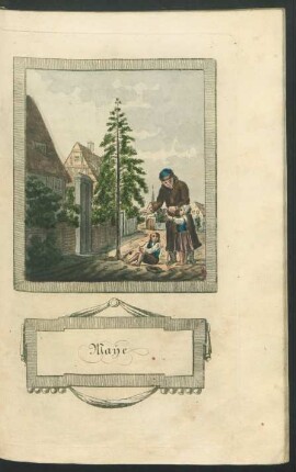 Tafel: Maye. [Birke.]