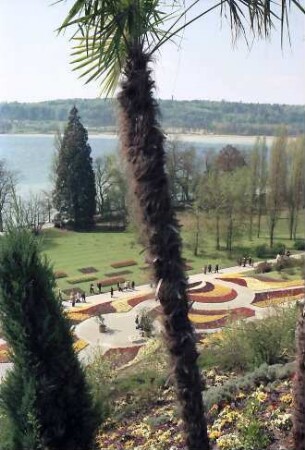 Mainau, Insel Mainau: Palmendurchblick auf Südgarten
