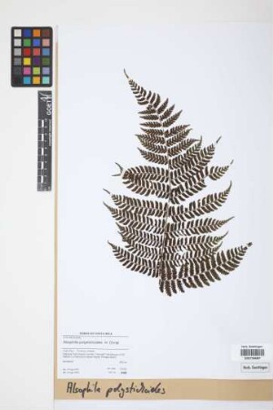 Alsophila polystichoides Christ