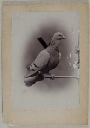 Taube