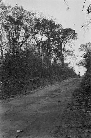 Straße : Blick auf eine durch den Urwlad gebaute Straße.
