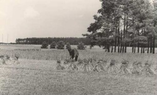 Heidekornpuppen am Waldrand auf einem Feld bei Zerre : Snopy při lěsu na polu blisko Drětwje