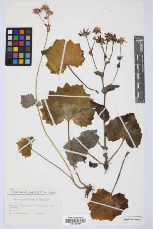 Senecio tussilaginis (L'Hér.) Lindl.