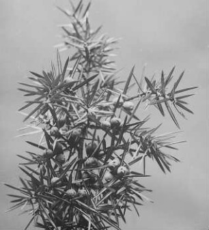 Zweig mit Wacholderbeeren (Juniperus communis) : Geographie | Wirtschaftsgeographie | Zucker-, Gewürz- und Getränke liefernde Pflanzen | Gewürzplanzen (Muskatnuß, Zimt, Vanille)