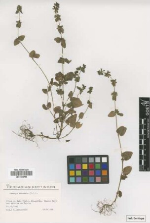 Stachys arvensis (L.) L.