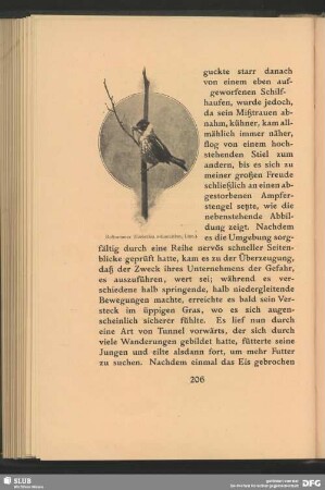 Rohrammer, Emberiza schoeniclus, Linn.