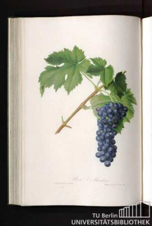 Uva Liatica o Aleatico di Firenze