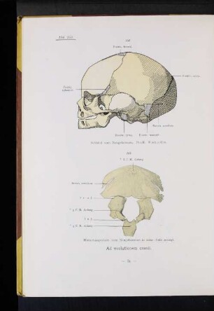 Ad evolutionem cranii.