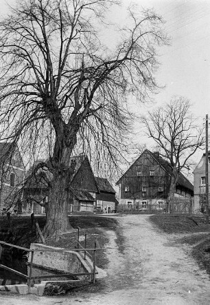 Seidewitz : Dorfkern mit Gehöften und Linde