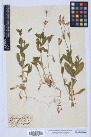 Lychnis