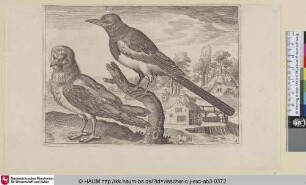 [Elster und ein anderer Vogel; Magpie and another Bird]