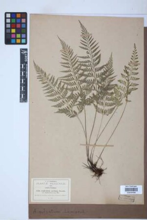 Asplenium sulcatum Lam.