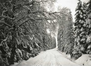 Waldstrasse zwischen Seiffen und Deutscheinsiedel