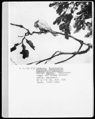 Kanarienvogel auf einem Blütenzweig
