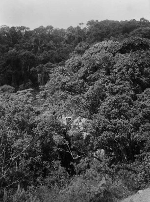 Vegetationslandschaft : Tropischer Wald an der Straße zwischen Lupa und Mbeya.
