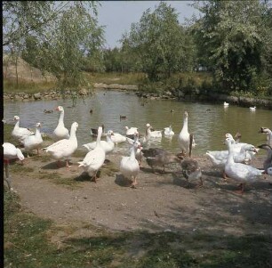 Burgenland. Seewinkel. Weiher mit Gänsen