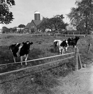 Landwirtschaft: vorn auf eingezäunter Weide Kühe: hinten Bauerngehöft mit Silo und Wohnhäuser