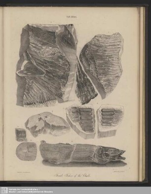 Tab. XXXIII. Fossil Fisches of the Chalk