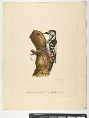 Picus leuconotos. Nobis. Fem. Der weißrückige Specht. - Weißrückenspecht. Dendrocopos leucotos; fem. - Zeichner: Johann Mathias Hergenröder; Stecher: Johann Carl Bock