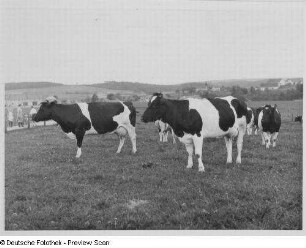 Schlegel bei Ostritz, Milchvieh : Schlegel bei Ostritz. Hof von Richard Kunack. Das Milchvieh auf der Weide