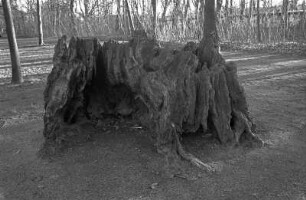 Berlin-Pankow : In Berlin-Pankow, Schlosspark