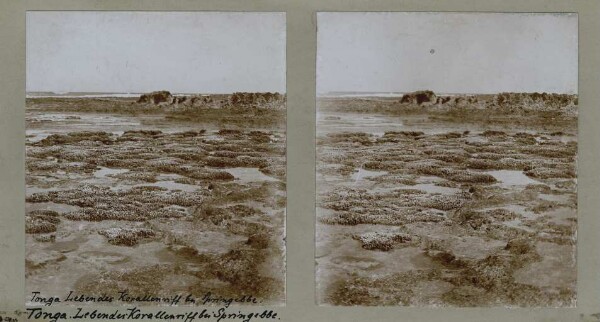 "Living coral reef at Springebbe."