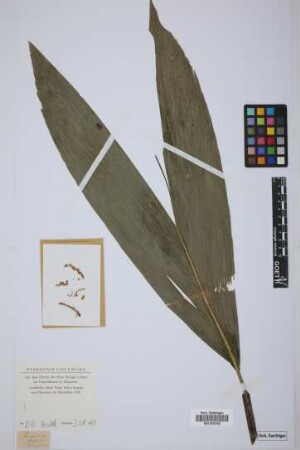 Chamaedorea fragrans (Ruiz & Pav.) Mart.