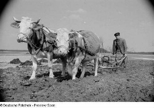 Landwirt mit einem Pflug und zwei Kühen auf einem Feld