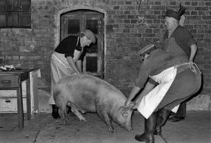 Das Schwein wird im Morgengrauen auf den Hof gebracht und mit einem Bolzenschussgerät getötet
