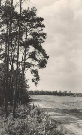 Kiefernlandschaft bei Zerre : Chójnowa krajina w Drětwi
