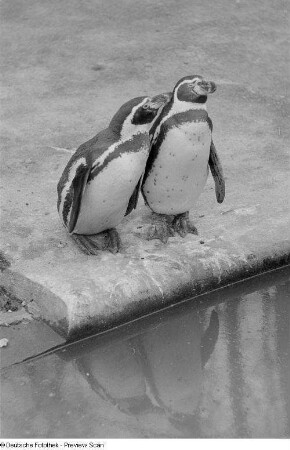 Zwei Pinguine im Leipziger Zoo