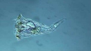 Synchaeta sp. Sylt 2016