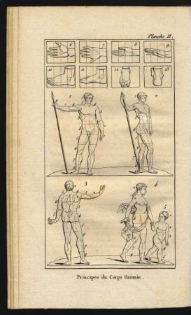 Tafel II. Principes du Corps Humain.