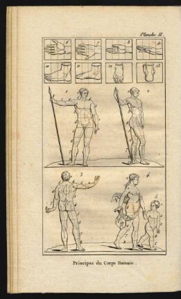 Tafel II. Principes du Corps Humain.