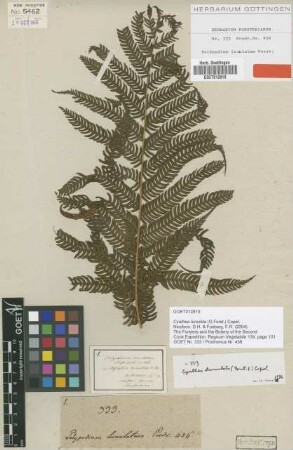 Polypodium lunulatum G.Forst. [type]